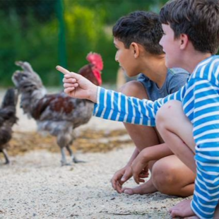 hühner_sammatz zwei Kinder spielen mit Hühnern und Hahn auf dem Michaelshof Sammatz